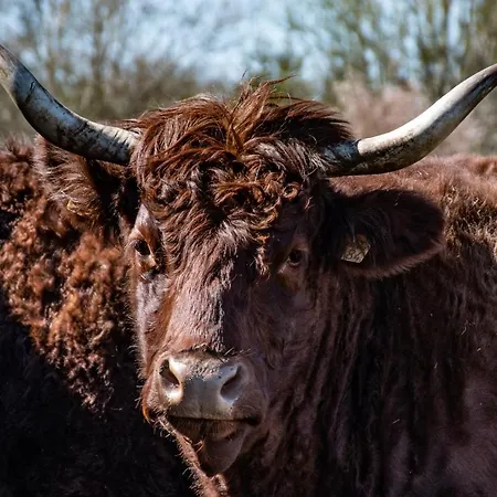 別荘 Chez Cyrille ホッファライズ